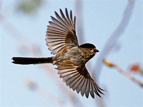 夢到小鳥飛到手上|夢見鳥、小鳥